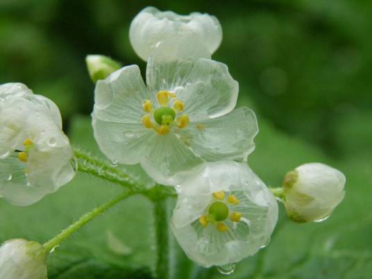 日本山荷叶