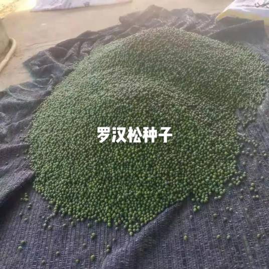 罗汉松籽