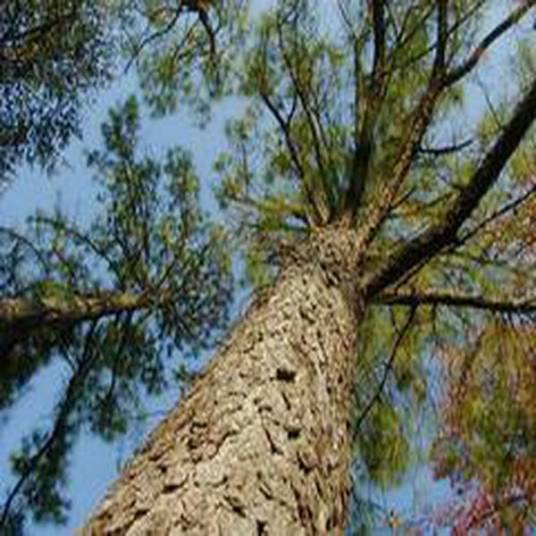 Pinus taeda