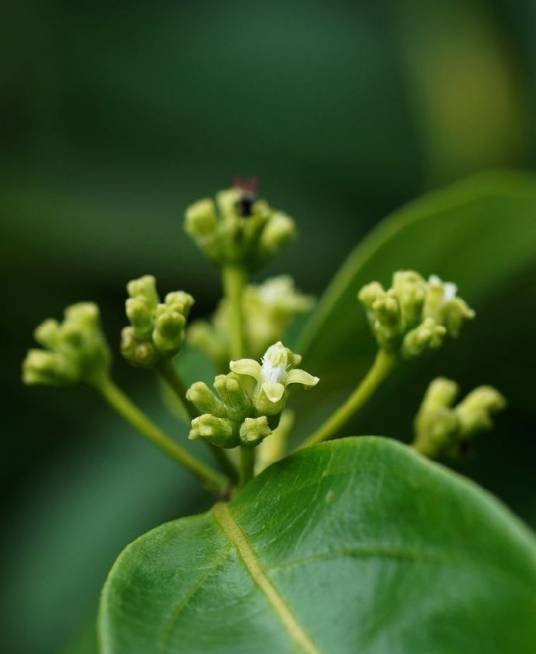 羊角藤(茜草科巴戟天属植物)