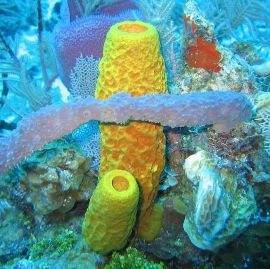 澳洲球形海棉