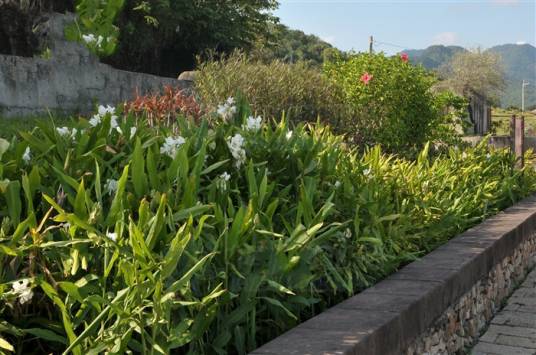 姜兰（姜科姜花属植物）
