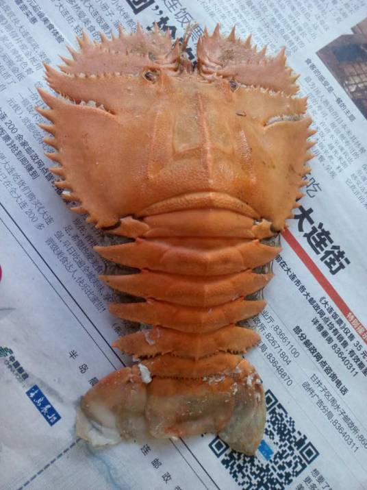 毛缘扇虾