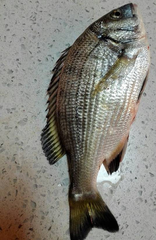 海鲋