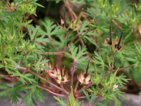野老鹳草（中药）