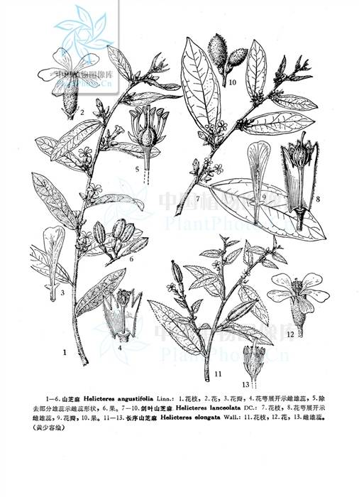 山油麻(大麻科山黄麻属植物)