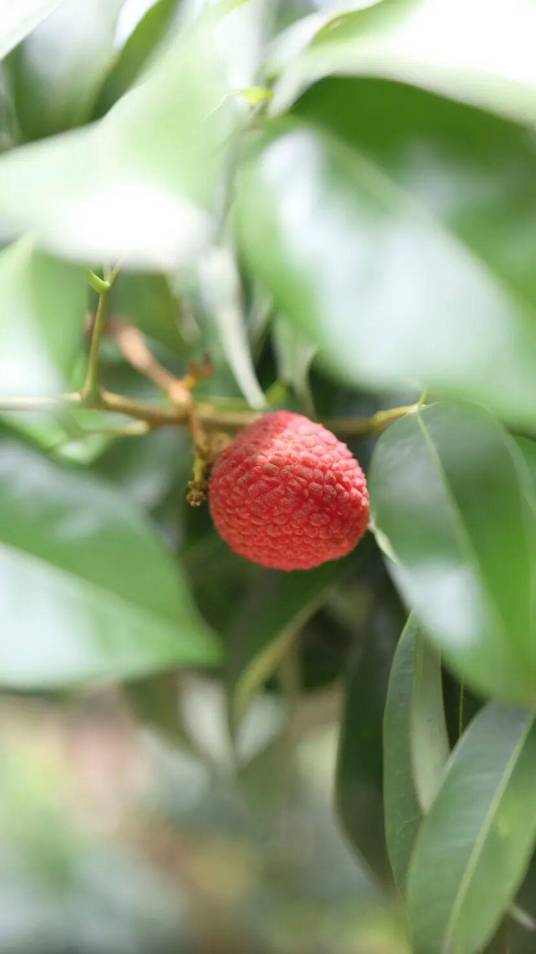 怀石(由荔枝为母本、龙眼为父本杂交成功的荔枝树新品种)