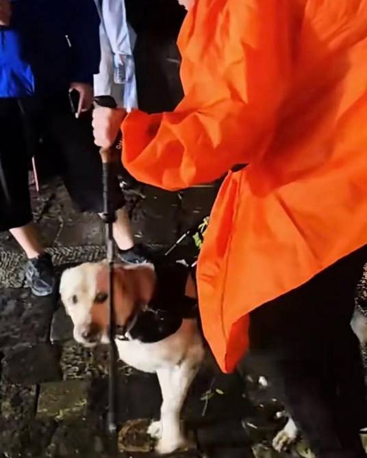 2025年盲人带导盲犬爬泰山事件
