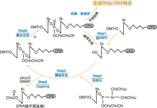 基因合成