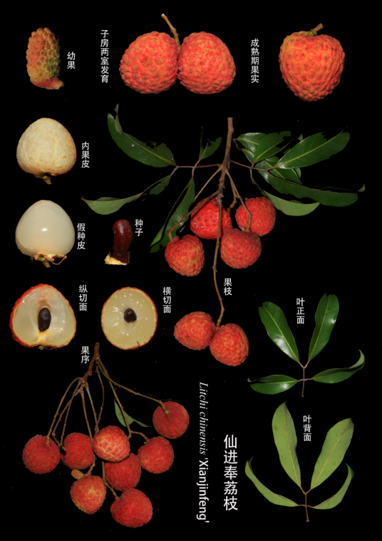 仙进奉荔枝