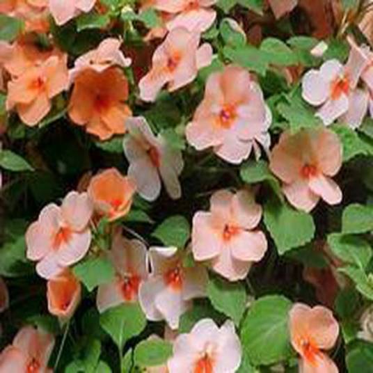Impatiens walleriana
