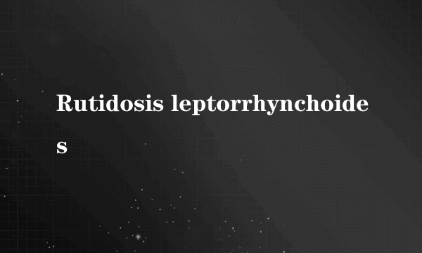 Rutidosis leptorrhynchoides