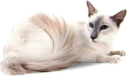 淡紫重点色猫