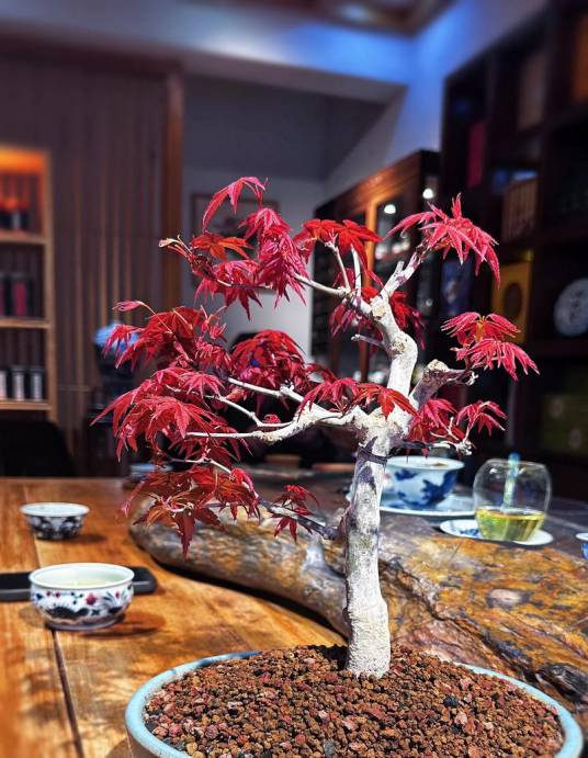 红枫盆景