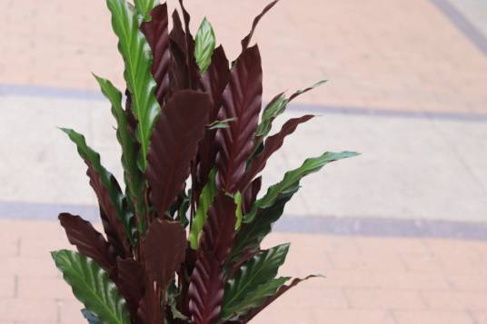 紫背天鹅绒竹芋