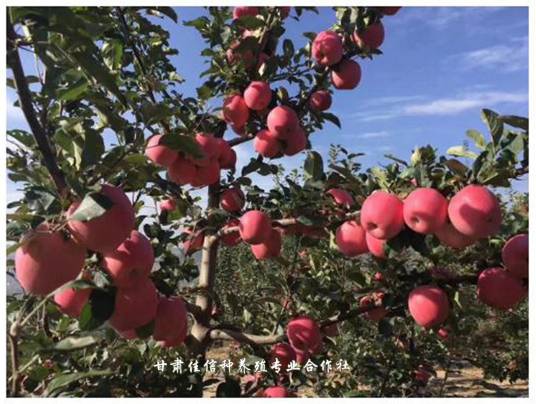 通渭苹果
