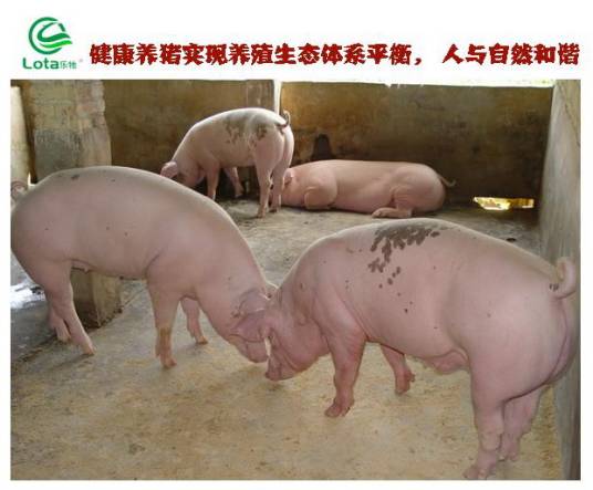 健康养猪