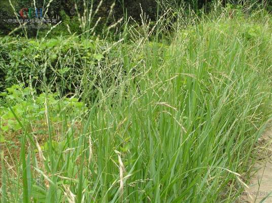 铺地黍（禾本科黍属植物）