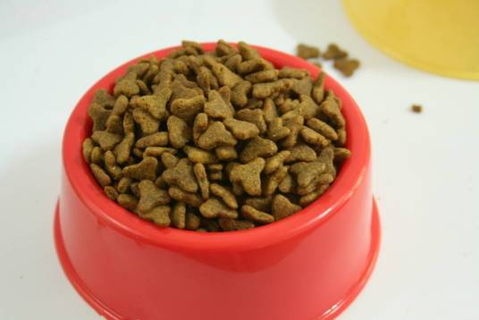 给狗儿喂食的学问
