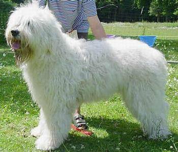 俄国牧羊犬