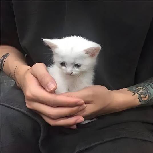 安亿