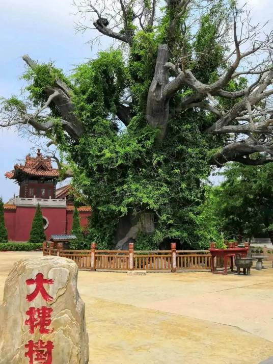 大槐树（山西洪洞的明代移民古迹）