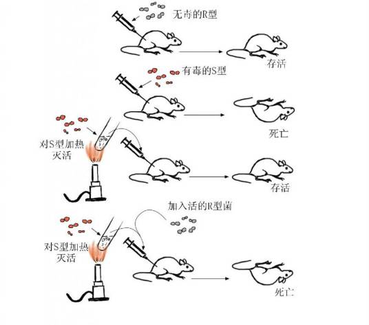 格里菲斯实验