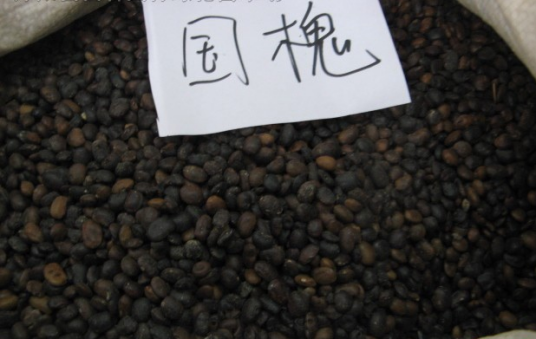 国槐种质资源