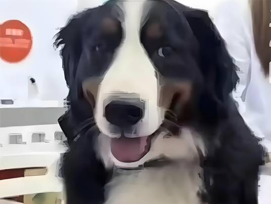 辛巴（惠州一宠物文化公司的明星模特犬）