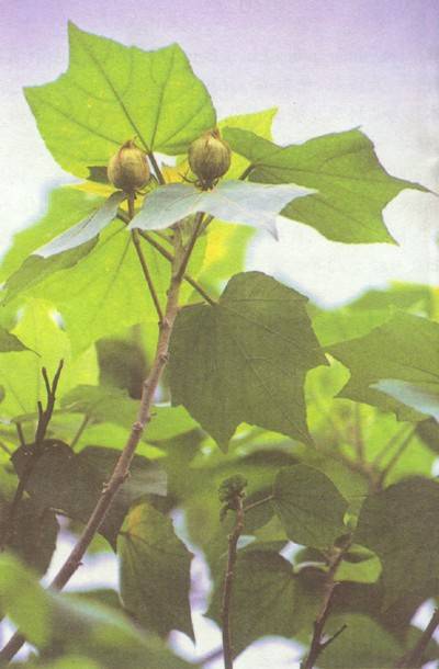芙蓉花叶