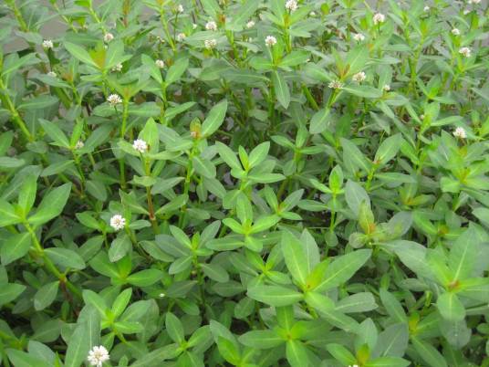 空心莲子草（苋科莲子草属植物）