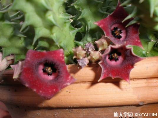 豹纹花