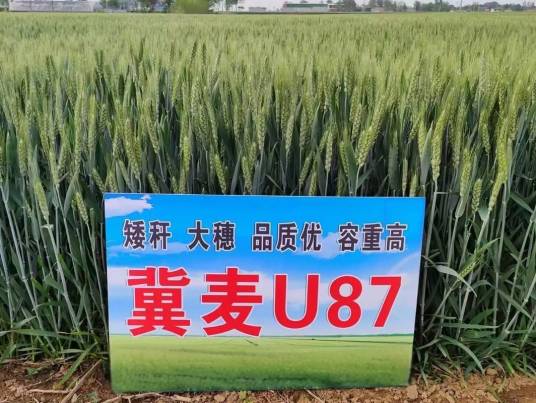 冀麦U87