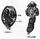 棘球绦虫