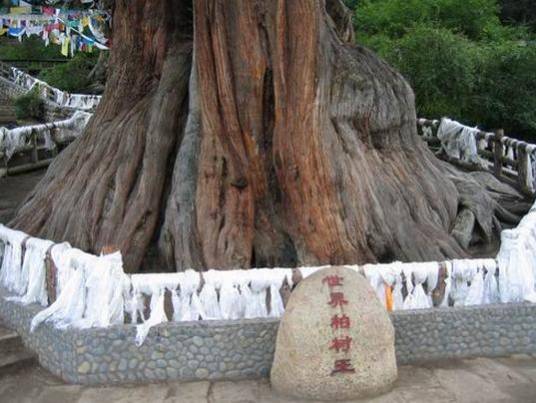 世界柏树王园林