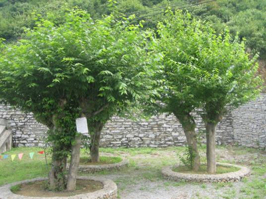 青檀（大麻科青檀属植物）
