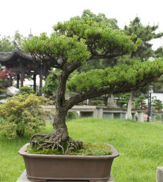五针松