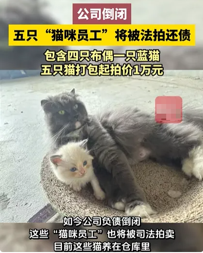 5·25南平公司猫咪员工拍卖事件
