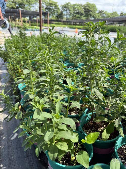 甜菊素（从甜叶菊提取的天然甜味剂）