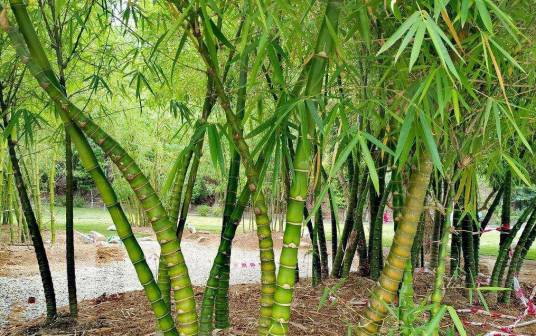 罗汉竹华安群体