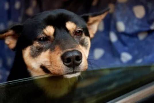 苏犬