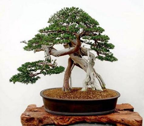 树木盆景（以木本植物为主，表现景观的盆景）