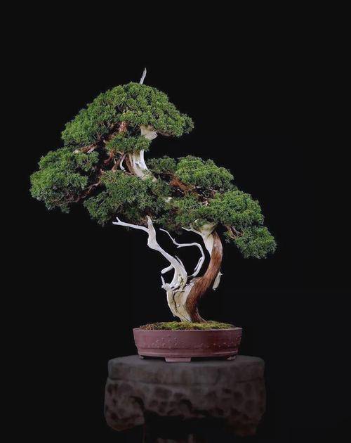 松柏盆景（松柏盆景是以松柏类植物为材料）