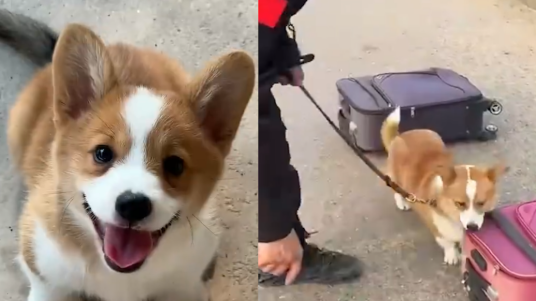 福仔
