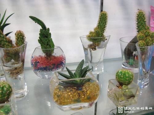 植物宠物