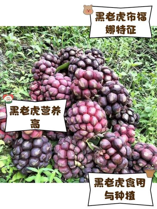 黑老虎布福娜果