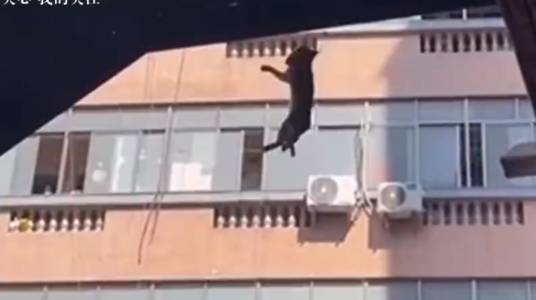 10·31深圳驯猫事件