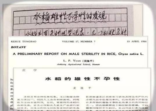 水稻的雄性不孕性