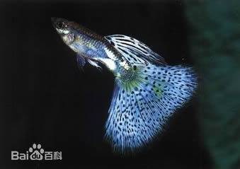 草尾孔雀鱼