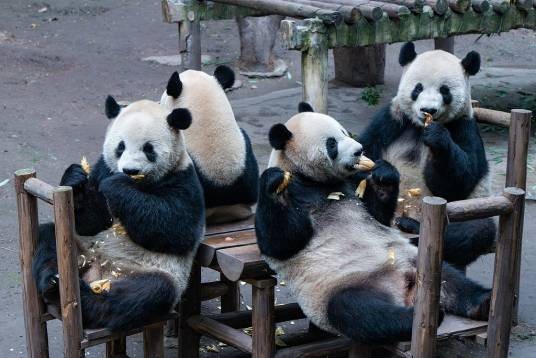 四喜丸子（重庆动物园大熊猫组合）